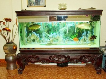 Đặt bể cá trong nhà chung cư cần hết sức chú ý những điều sau