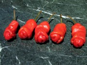 Nhà đẹp - Tròn mắt xem 5 loại ớt độc lạ nhất thế giới