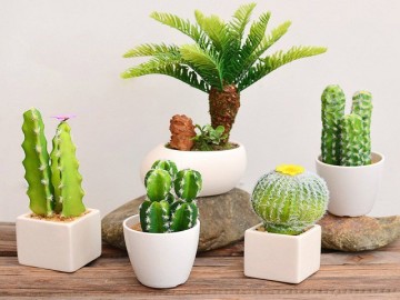 Vì sao không nên đặt chậu cây xương rồng trong nhà hay trên bàn làm việc?