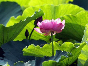 Đi qua mùa hạ, nhớ thương hoa sen thanh nhã