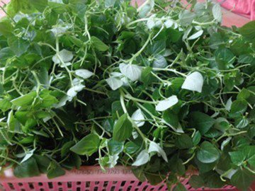 Loại rau đắt hơn thịt, nhiều nước xem là "thần dược", ở Việt Nam chỉ là cỏ dại