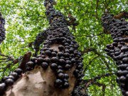 Nhà đẹp - Loại cây "kì dị" có hoa và quả mọc chi chít trên thân, nhưng ăn lại cực ngon