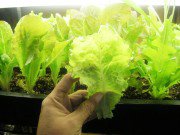 Nhà đẹp - Mách cách trồng rau xà lách trong thùng xốp, chậu nhựa lớn nhanh như thổi