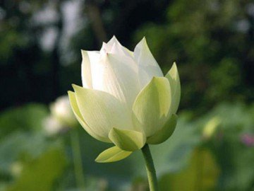 Mách bạn cách tự trồng hoa sen xanh vừa đẹp lại thơm ngát khắp nhà