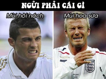 Loạt ảnh chế bá đạo chết ngạt vì hoa sữa nồng nàn