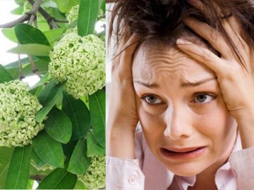 Người dân Thủ đô "chạy mất dép" vì hương hoa sữa nồng nặc