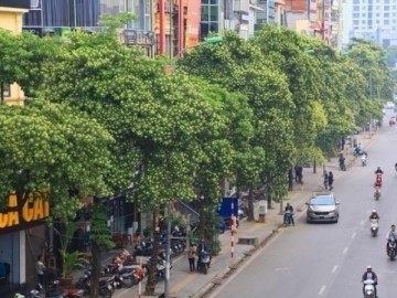 "Hoa sữa phải trồng cách 50m, Hà Nội 2-3m lại thấy một cây, người dân khiếp sợ là phải"