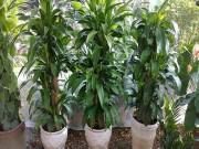 Nhà đẹp - Trồng ngay cây thiết mộc lan để lọc khí độc, đón may mắn quanh năm