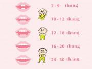 Làm mẹ - Lịch mọc răng ở trẻ - không theo trình tự như nhiều mẹ vẫn tưởng