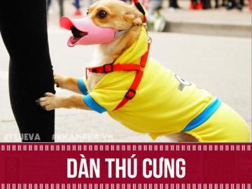 Tuyển tập dàn thú cưng náo loạn phố đi bộ ngày cuối năm