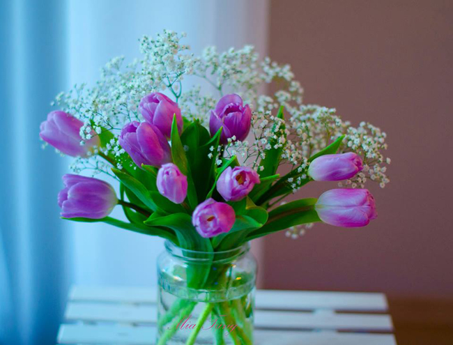 Từ Thủ đô Vienna ở Áo xa xôi, chị Mia gửi cho chị em ở quê nhà những bình tulip ngọt ngào.
