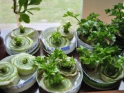 Nhà đẹp - 8 loại rau quen thuộc chỉ cần trồng một lần ăn mãi chẳng hết