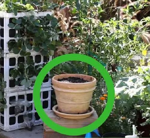 Xem ngay cách trồng rau xà lách từ hạt để kịp thu hoạch ngày Tết - 2