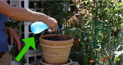 Xem ngay cách trồng rau xà lách từ hạt để kịp thu hoạch ngày Tết - 3