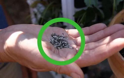 Xem ngay cách trồng rau xà lách từ hạt để kịp thu hoạch ngày Tết - 4