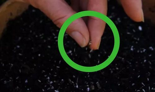 Xem ngay cách trồng rau xà lách từ hạt để kịp thu hoạch ngày Tết - 5