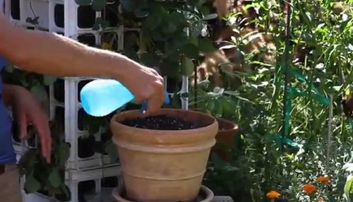 Xem ngay cách trồng rau xà lách từ hạt để kịp thu hoạch ngày Tết - 6