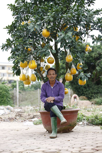 Dân Hà Nội thích thú chuyển sang chơi bưởi cảnh đón Tết - 4