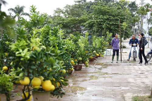 Dân Hà Nội thích thú chuyển sang chơi bưởi cảnh đón Tết - 6