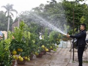 Tin tức - Dân Hà Nội thích thú chuyển sang chơi bưởi cảnh đón Tết