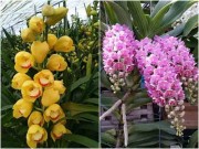 Nhà đẹp - Hoa lan nhập ngoại Tết Đinh Dậu - "giá chát trên trời" nhà giàu mới dám chơi