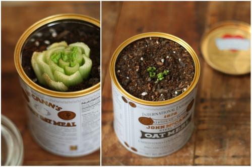 Đừng vứt gốc cây cần tây đi, để đấy mà trồng lấy rau ăn “ngàn kiếp” - 4