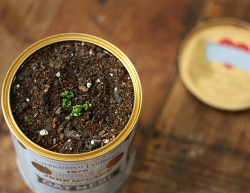 Đừng vứt gốc cây cần tây đi, để đấy mà trồng lấy rau ăn “ngàn kiếp” - 5