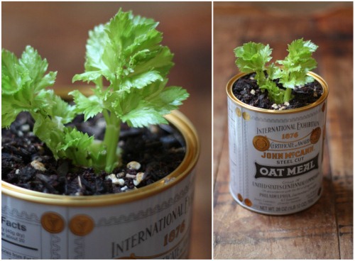 Đừng vứt gốc cây cần tây đi, để đấy mà trồng lấy rau ăn “ngàn kiếp” - 7