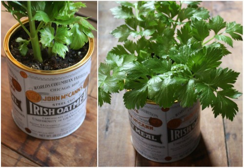 Đừng vứt gốc cây cần tây đi, để đấy mà trồng lấy rau ăn “ngàn kiếp” - 8