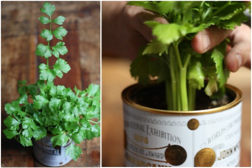 Đừng vứt gốc cây cần tây đi, để đấy mà trồng lấy rau ăn “ngàn kiếp” - 9