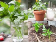 Nhà đẹp - Trồng rau mùi từ hạt xưa rồi, giờ phải dùng phương pháp này mới nhanh được thu hoạch