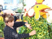 Mua sắm - Giá cả - Hoa Tết đồng bằng sông Cửu Long: Được giá vẫn không vui