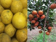 Bếp Eva - Cách chọn cam Canh, bưởi Diễn “xịn” phục vụ ngày Tết