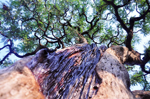 Ngắm cụ me trăm tuổi bạc tỷ ở Sài Gòn - 2