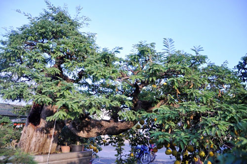 Ngắm cụ me trăm tuổi bạc tỷ ở Sài Gòn - 3