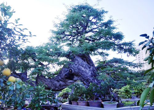 Ngắm cụ me trăm tuổi bạc tỷ ở Sài Gòn - 1