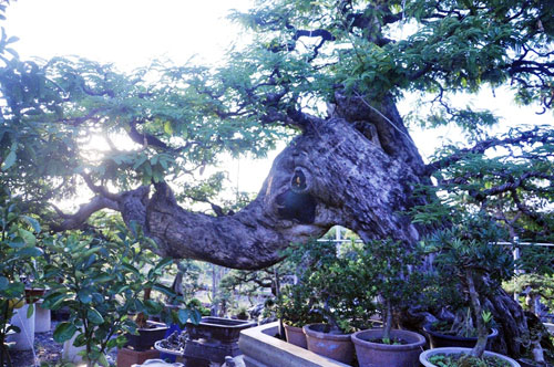 Ngắm cụ me trăm tuổi bạc tỷ ở Sài Gòn - 4