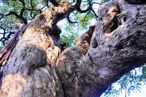 Ngắm cụ me trăm tuổi bạc tỷ ở Sài Gòn - 6