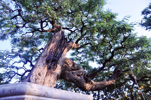 Ngắm cụ me trăm tuổi bạc tỷ ở Sài Gòn - 5