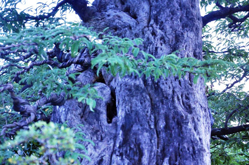 Ngắm cụ me trăm tuổi bạc tỷ ở Sài Gòn - 7