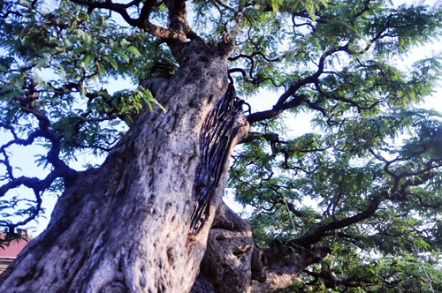 Ngắm cụ me trăm tuổi bạc tỷ ở Sài Gòn - 9