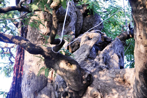 Ngắm cụ me trăm tuổi bạc tỷ ở Sài Gòn - 8