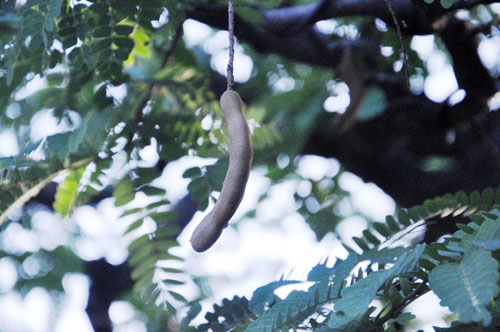 Ngắm cụ me trăm tuổi bạc tỷ ở Sài Gòn - 12