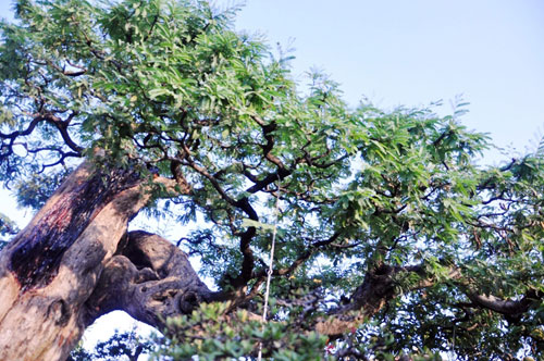 Ngắm cụ me trăm tuổi bạc tỷ ở Sài Gòn - 13