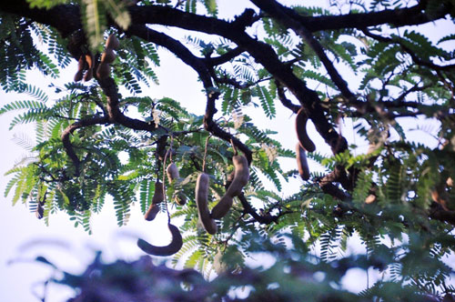 Ngắm cụ me trăm tuổi bạc tỷ ở Sài Gòn - 11