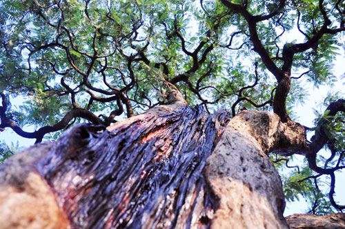 Ngắm cụ me trăm tuổi bạc tỷ ở Sài Gòn - 14