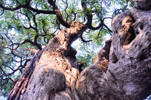 Ngắm cụ me trăm tuổi bạc tỷ ở Sài Gòn - 15