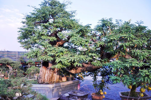Ngắm cụ me trăm tuổi bạc tỷ ở Sài Gòn - 16