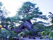 Tin tức - Ngắm cụ me trăm tuổi bạc tỷ ở Sài Gòn