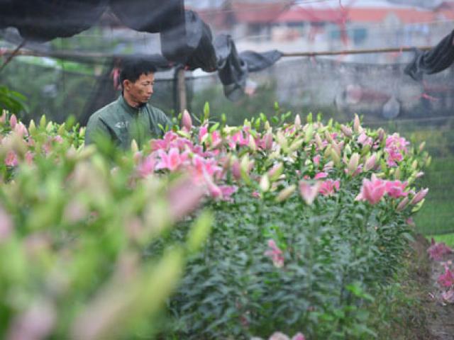 Hà Nội: Hoa ly nở sớm, dân lo không có hoa bán Tết